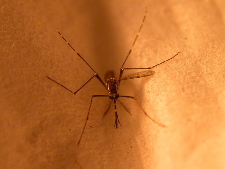 Macho de Aedes aegypti. Foto: R. Azuero.